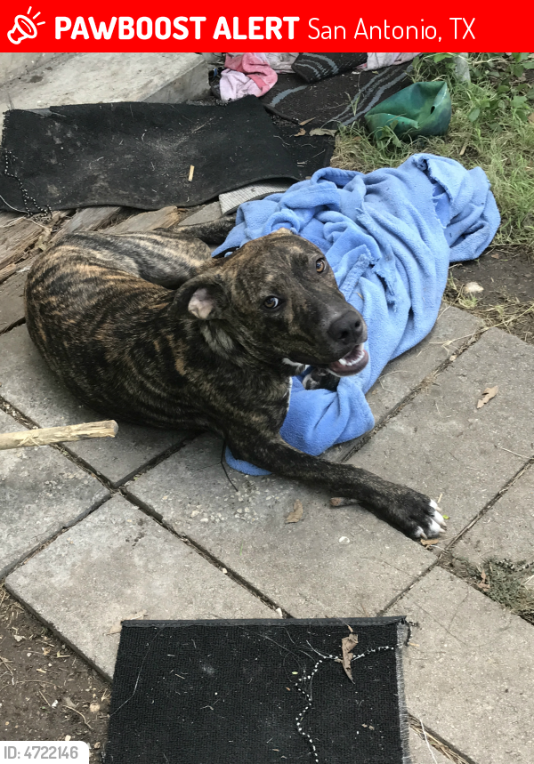 Found/Stray Male Dog in San Antonio, TX 78210 (ID 4722146) PawBoost