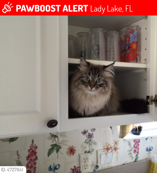 Lost Male Cat in Lady Lake, FL 32159 Named Rocki (ID 4727641) PawBoost