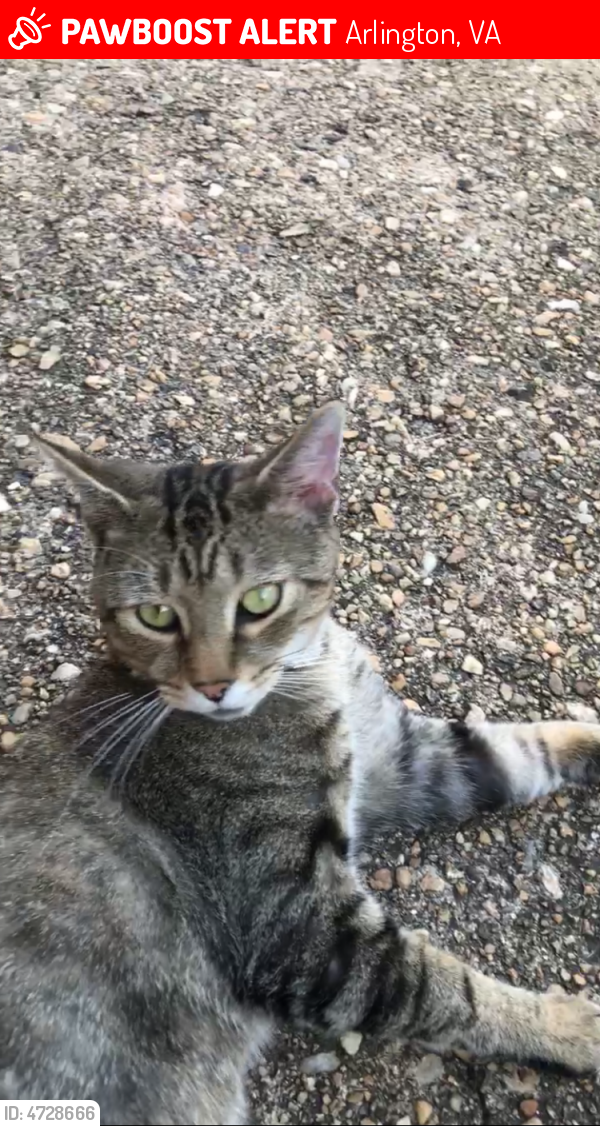 Found/Stray Male Cat in Arlington, VA 22204 (ID 4728666) PawBoost