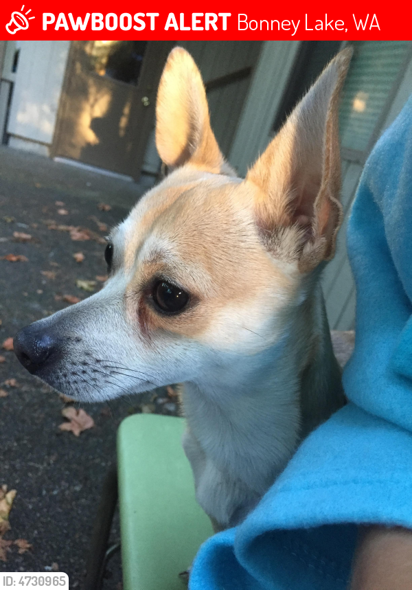Found/Stray Dog in Bonney Lake, WA 98391 (ID 4730965) PawBoost
