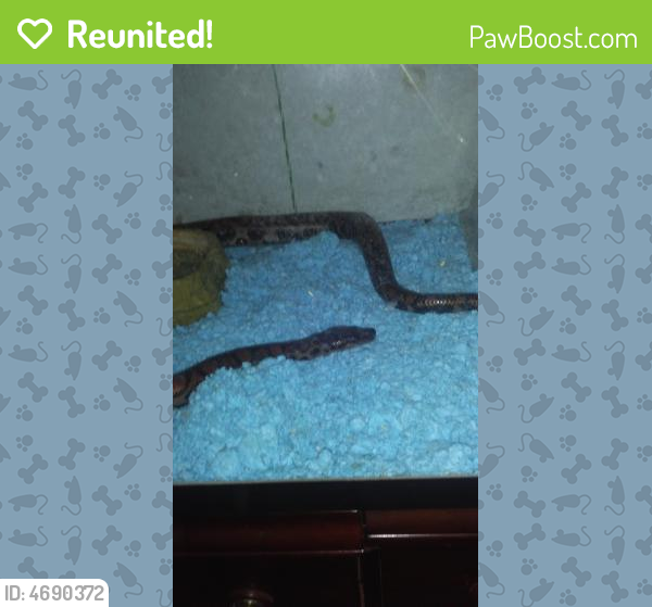 Reunited Female Reptile in Kansas City, MO 64129 (ID: 4690372) | PawBoost