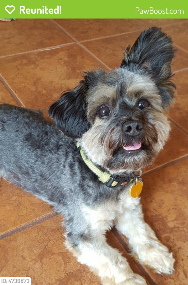 Reunited Male Dog in Everett, WA 98203 (ID 4730873) PawBoost