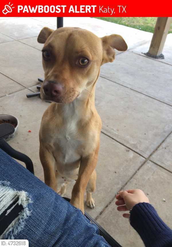 Lost Female Dog In Katy TX 77449 Named Lara ID 4732618 PawBoost Lost Female Dog In Katy TX 77449 Named Lara ID 4732618 PawBoost