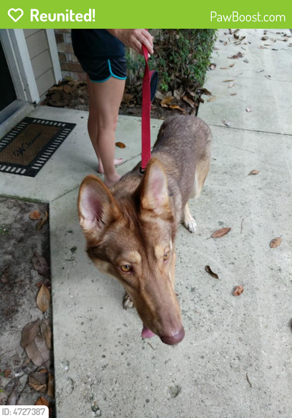 Reunited Female Dog in Gainesville, FL 32608 (ID 4727387) PawBoost