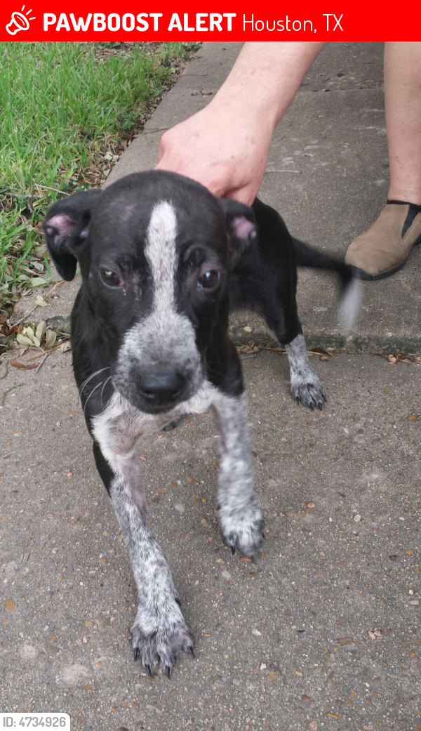 Found/Stray Male Dog in Houston, TX 77077 (ID 4734926) PawBoost