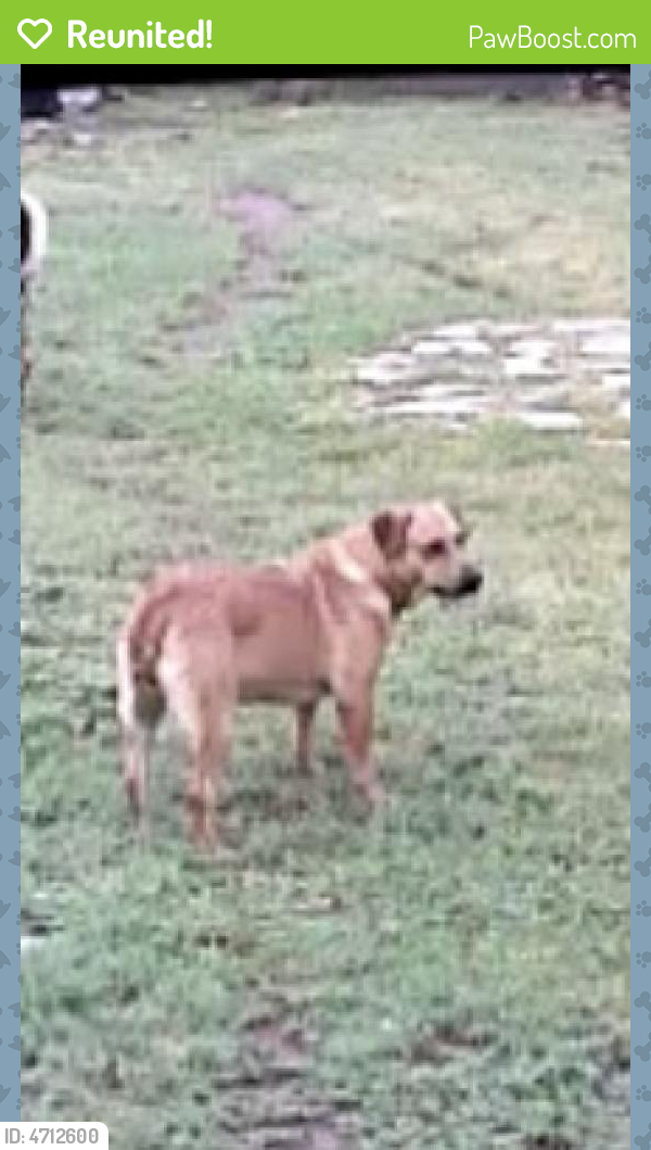Reunited Female Dog in Odessa, TX 79761 (ID 4712600) PawBoost