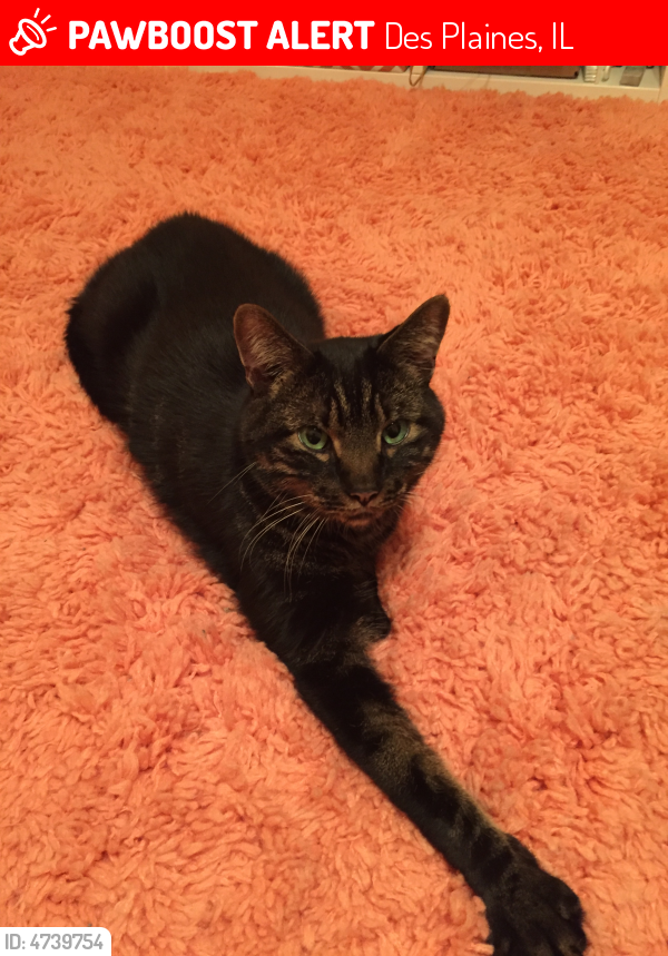 Found/Stray Male Cat in Zephyrhills, FL 33542 (ID 4739754) PawBoost