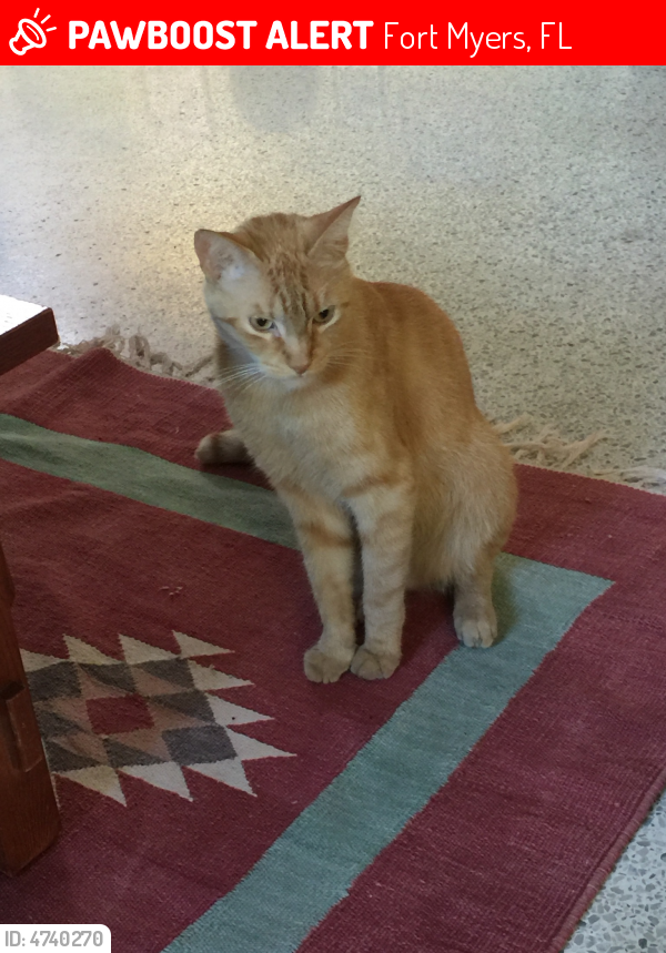 Lost Male Cat  in Fort  Myers  FL 33919 Named Mork ID 
