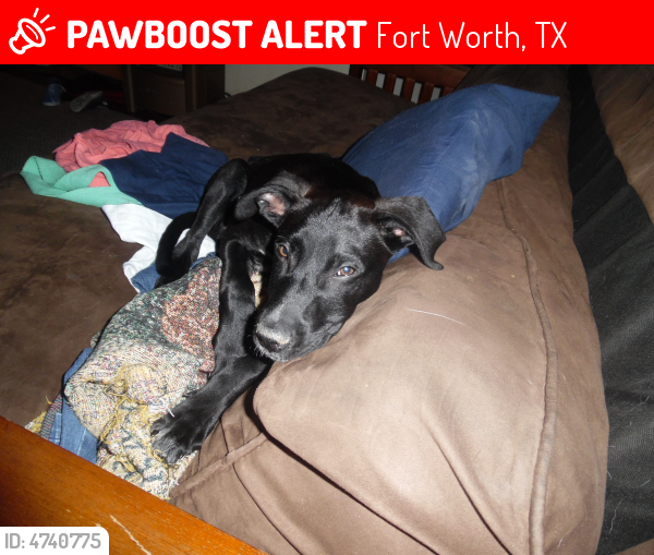 Lost Male Dog In Fort Worth, TX 76111 Named Vinny (ID: 4740775) | PawBoost