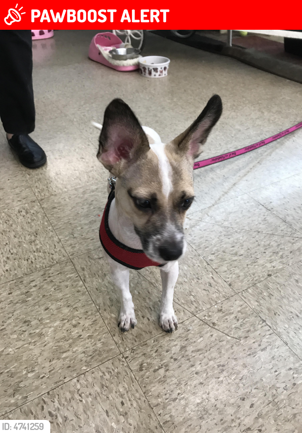 Rehomed Male Dog in West Palm Beach, FL 33409 (ID 4741259) PawBoost