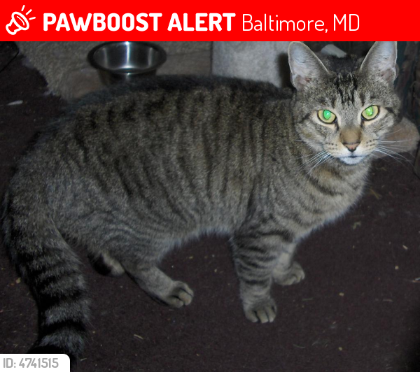 Lost Male Cat In Baltimore Md 21236 Named Tony Id
