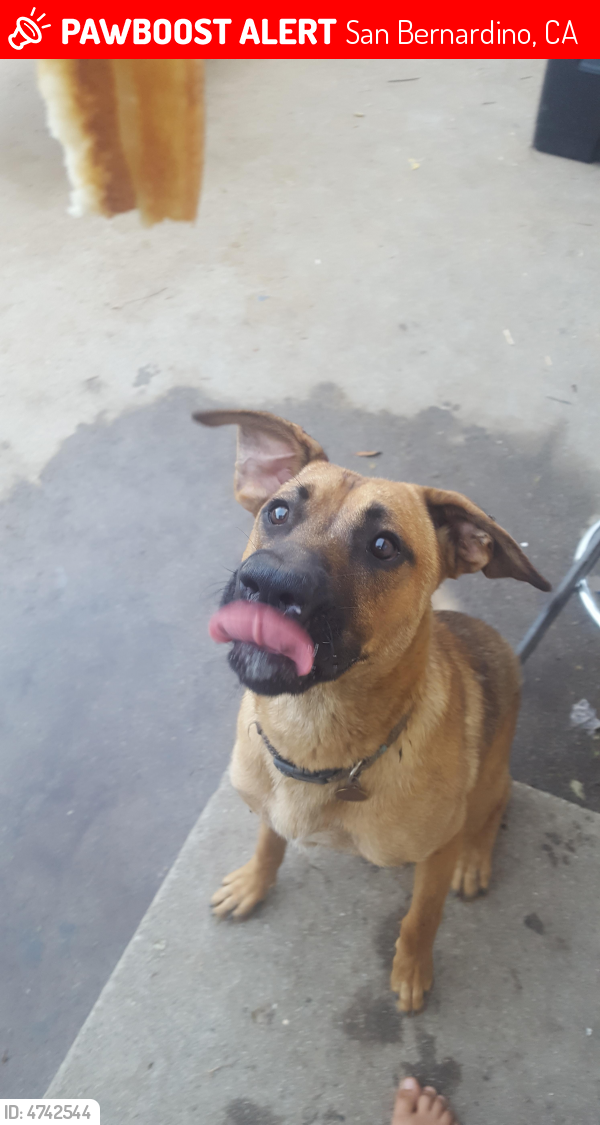 Lost Male Dog in San Bernardino, CA 92407 Named Ash (ID: 4742544 ...