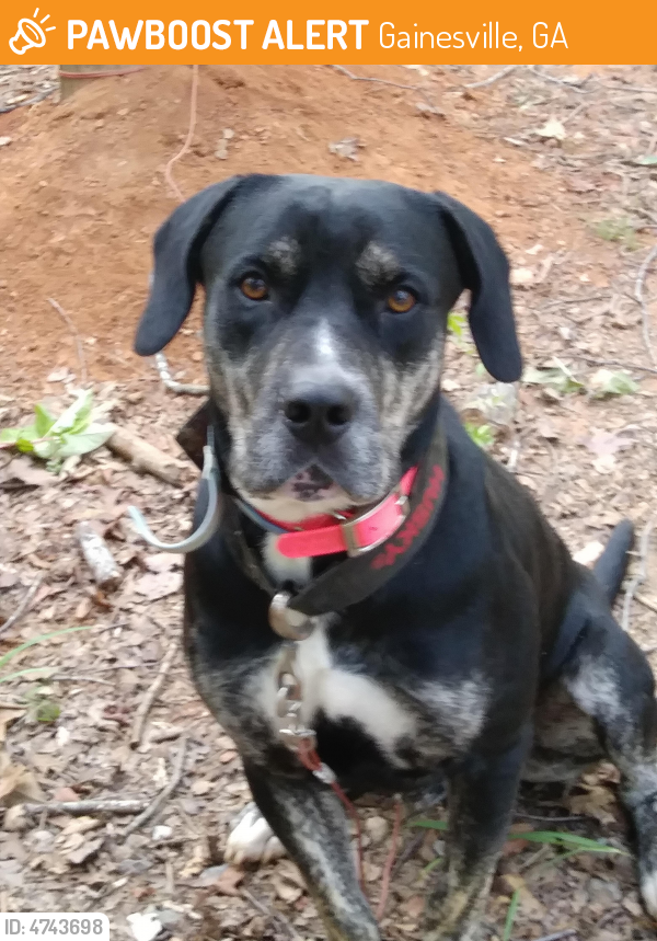Found/Stray Male Dog in Gainesville, GA 30506 (ID 4743698) PawBoost