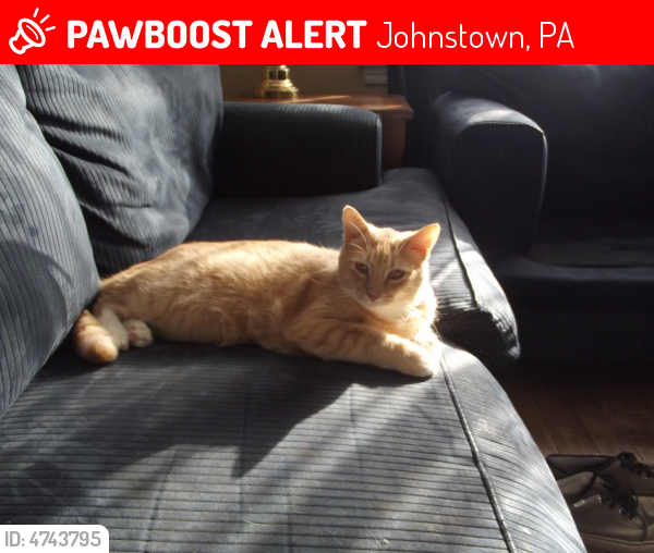 Lost Male Cat in Johnstown, PA 15905 Named Spaz (ID 4743795) PawBoost