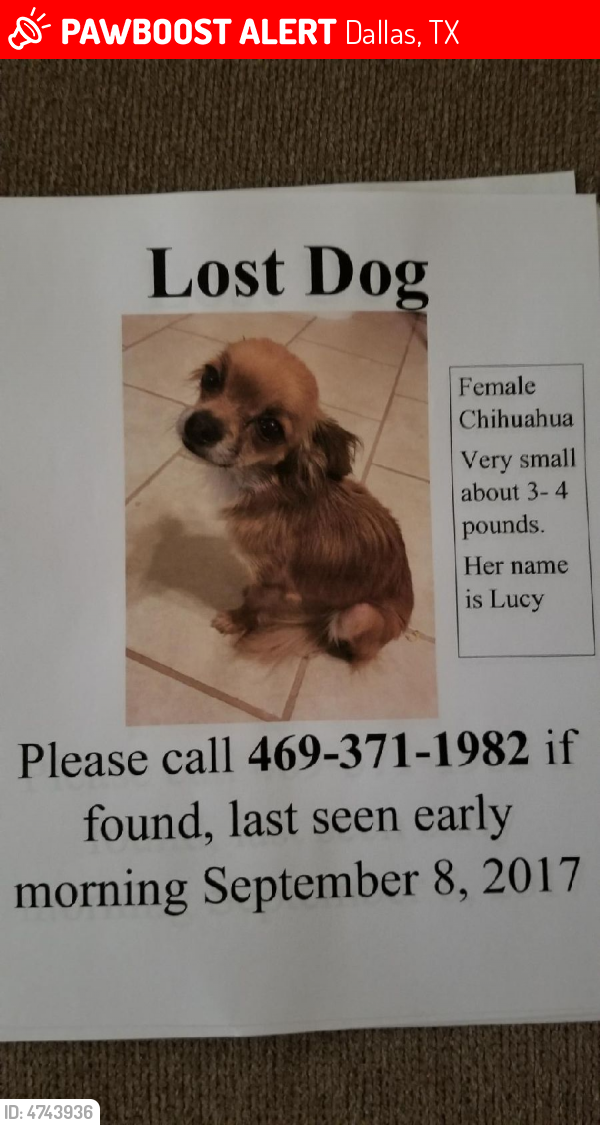 Lost Female Dog in Dallas, TX 75218 Named Lucy (ID 4743936) PawBoost