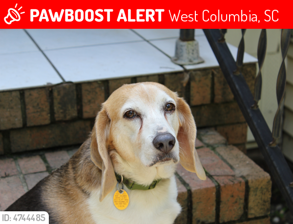 Lost Male Dog in West Columbia, SC 29170 Named Sam ...