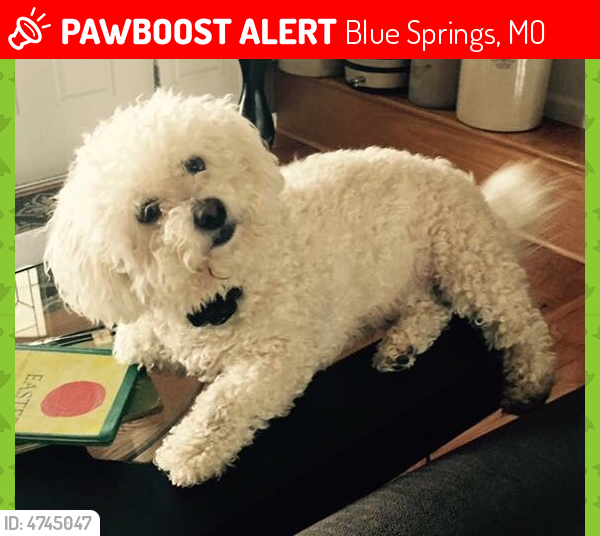 Lost Female Dog in Blue Springs, MO 64015 Named Lucy (ID 4745047