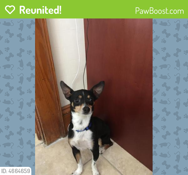 Reunited Male Dog in New Britain, CT 06051 (ID: 4664659) | PawBoost