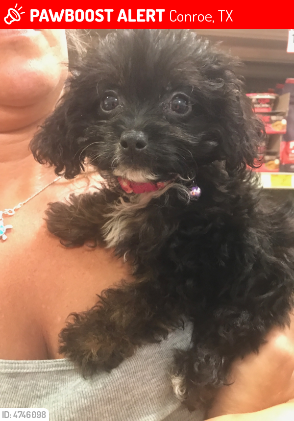 Have you seen Lily Pup? Lost dog in Conroe, TX 77302
