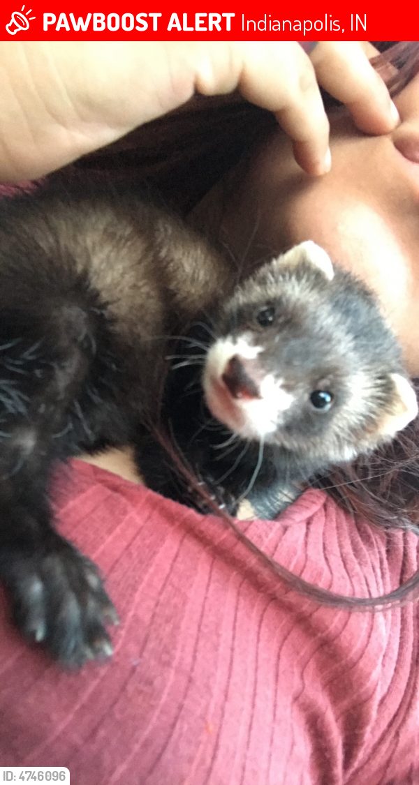 Lost Female Ferret in Indianapolis, IN 46224 Named Nix (ID 4746096) PawBoost