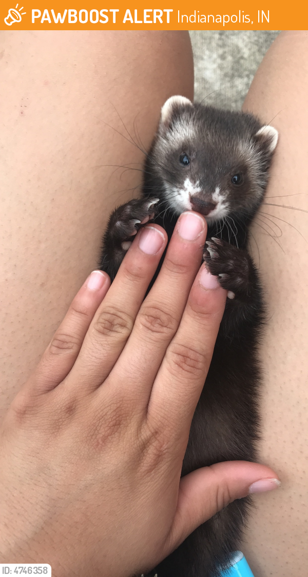 Found/Stray Female Ferret in Indianapolis, IN 46224 (ID 4746358) PawBoost