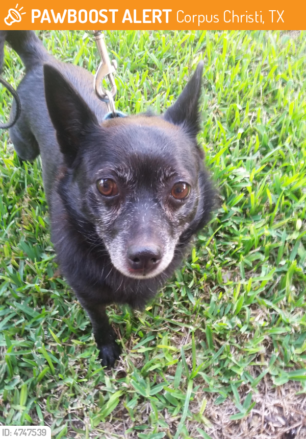 Surrendered Female Dog in Corpus Christi, TX 78414 (ID: 4747539) | PawBoost