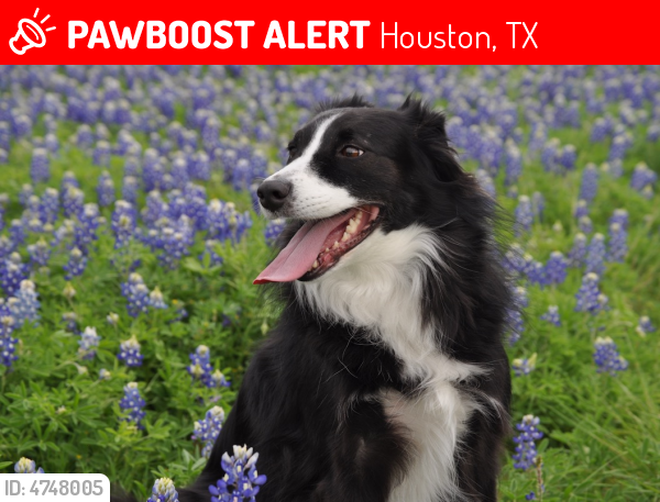 Lost Female Dog in Houston, TX 77064 Named Gracie (ID
