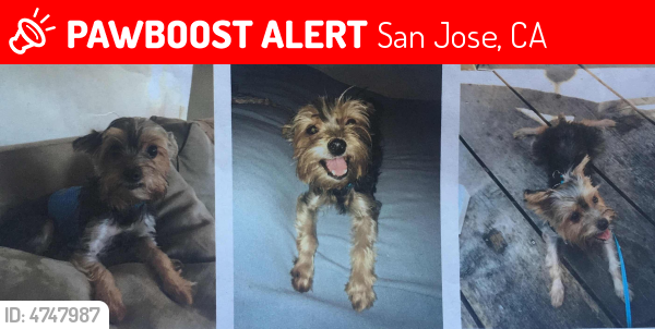 Lost Female Dog in San Jose, CA 95133 Named Maya (ID: 4747987) | PawBoost