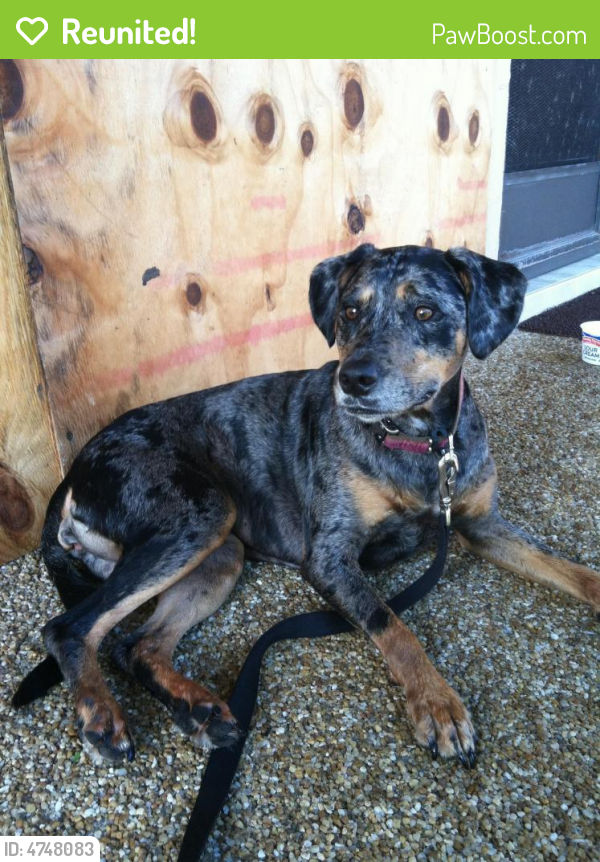 Reunited Female Dog in Port St. Lucie, FL 34983 (ID 4748083) PawBoost