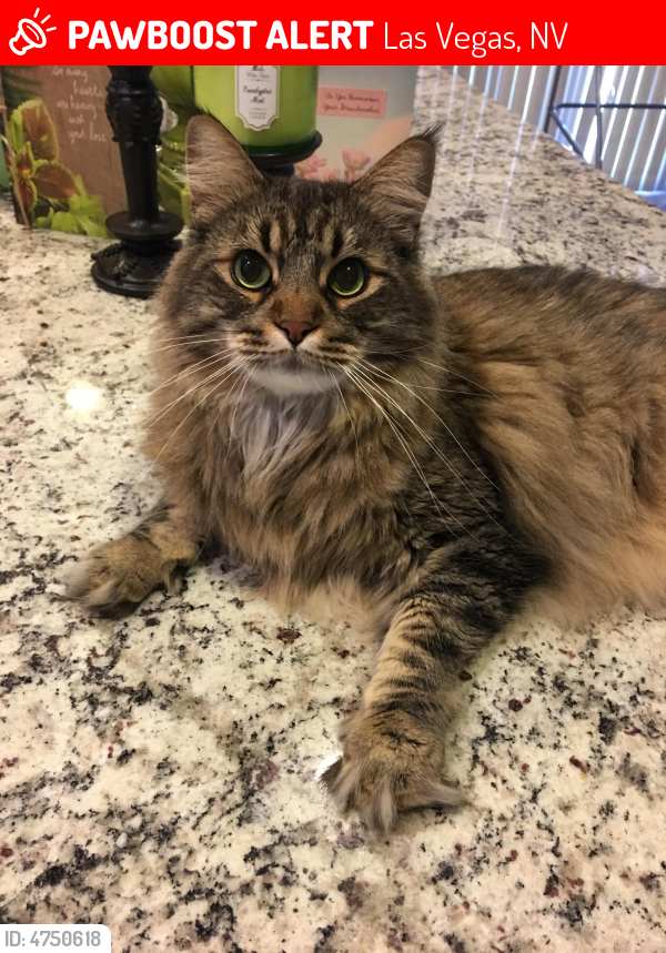 Lost Male Cat in Las Vegas, NV 89148 Named Tigger (ID 4750618) PawBoost