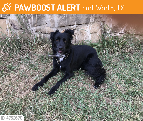 Found/Stray Female Dog in Fort Worth, TX 76119 (ID 4752670) PawBoost