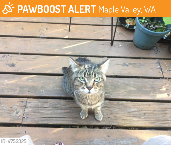 Rehomed Cat in Maple Valley, WA 98038 (ID 4753325) PawBoost