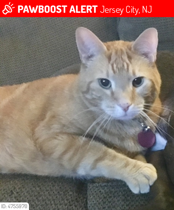 Lost Female Cat in Jersey City, NJ 07304 Named Scare (ID 4755970