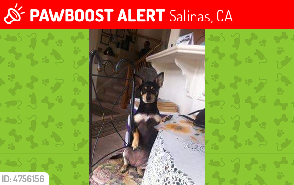 Lost Female Dog in Salinas, CA 93907 Named Lulu (ID: 4756156) | PawBoost