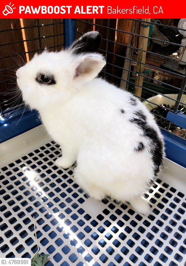 Lost Female Rabbit in Bakersfield, CA 93309 Named Oreo (ID 4760991) PawBoost