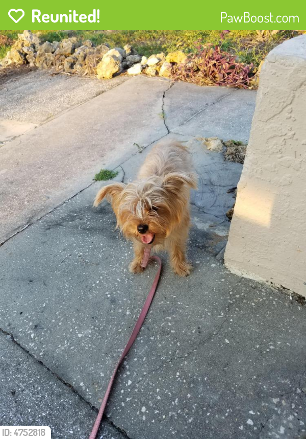 Reunited Female Dog in Cape Coral, FL 33904 (ID 4752818) PawBoost