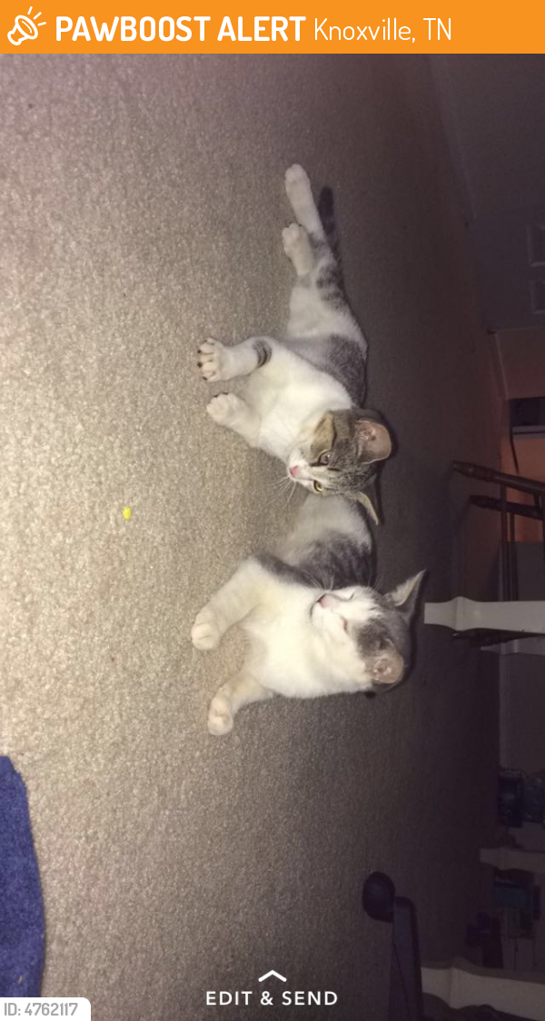 Found/Stray Male Cat in Knoxville, TN 37912 (ID 4762117) PawBoost