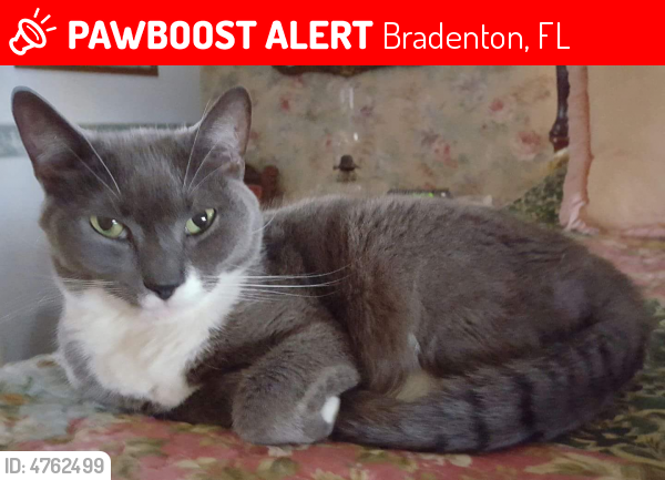Lost Male Cat  in Bradenton  FL  34208 Named Frankie ID 