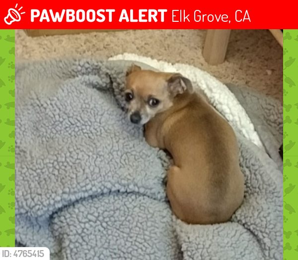 Lost Female Dog in Elk Grove, CA 95624 Named Belle (ID 4765415) PawBoost
