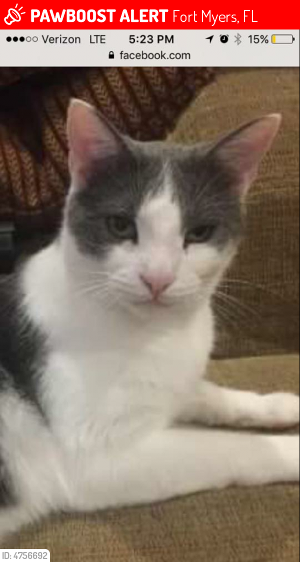 Lost Male Cat in Fort Myers, FL 33905 Named Dale (ID 4756692) PawBoost