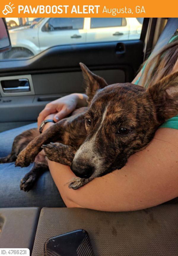 Rehomed Male Dog in Augusta, GA 30904 (ID 4766231) PawBoost