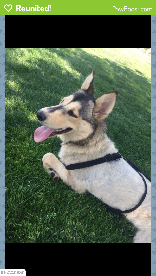 Reunited Male Dog in Palmdale, CA 93550 (ID 4740850) PawBoost