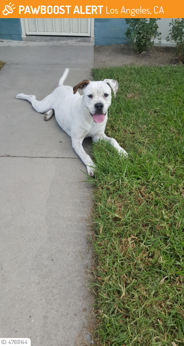 Found/Stray Female Dog in Los Angeles, CA 90059 (ID 4769144) PawBoost