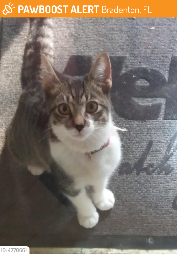 Found/Stray Cat in Bradenton, FL 34203 (ID 4770661) PawBoost