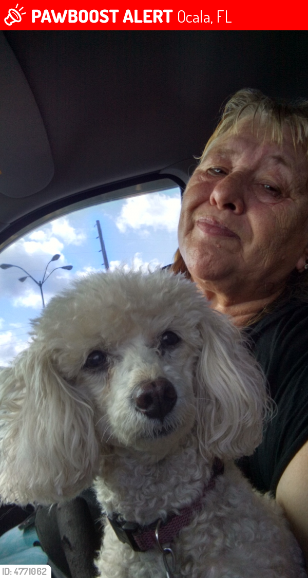 Lost Female Dog in Ocala, FL 34471 Named Maddie (ID ...