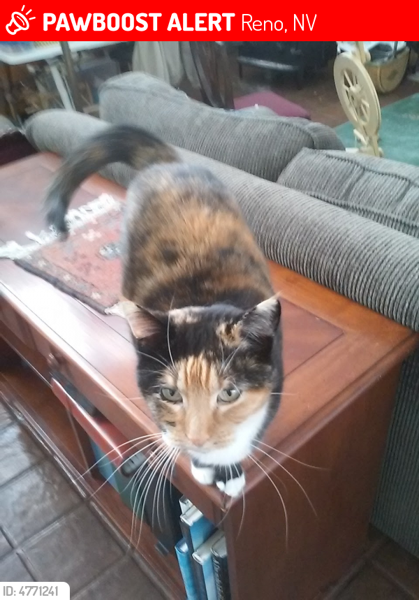 Lost Female Cat in Reno, NV 89512 Named Koo (ID 4771241) PawBoost