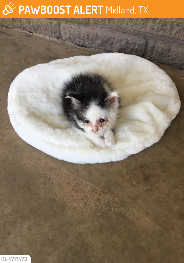 Found/Stray Female Cat in Midland, TX 79705 (ID 4771473) PawBoost