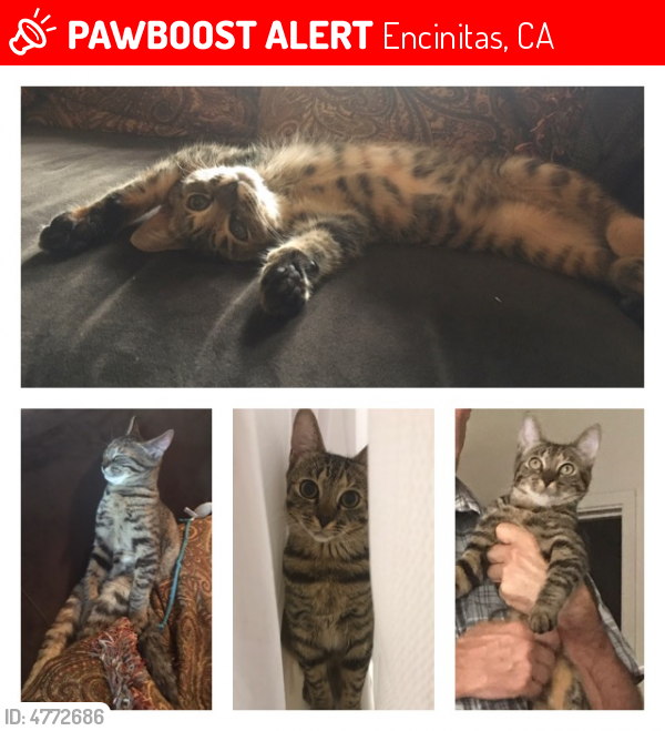  Lost  Female Cat  in Encinitas  CA 92007 Named Kitter ID 