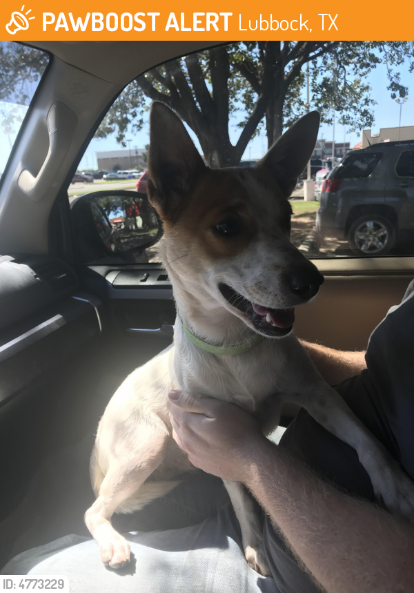 Found/Stray Female Dog in Lubbock, TX 79424 (ID 4773229) PawBoost