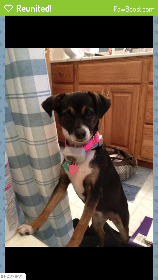 Reunited Female Dog in Lower Burrell, PA 15068 (ID 4771671) PawBoost